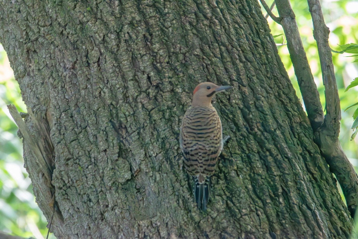 Northern Flicker - ML638387571