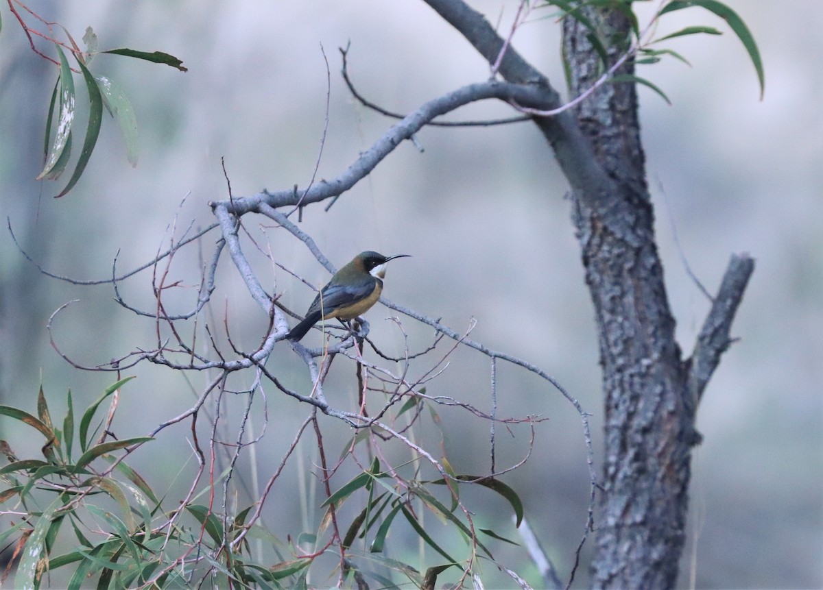 Eastern Spinebill - ML638387572
