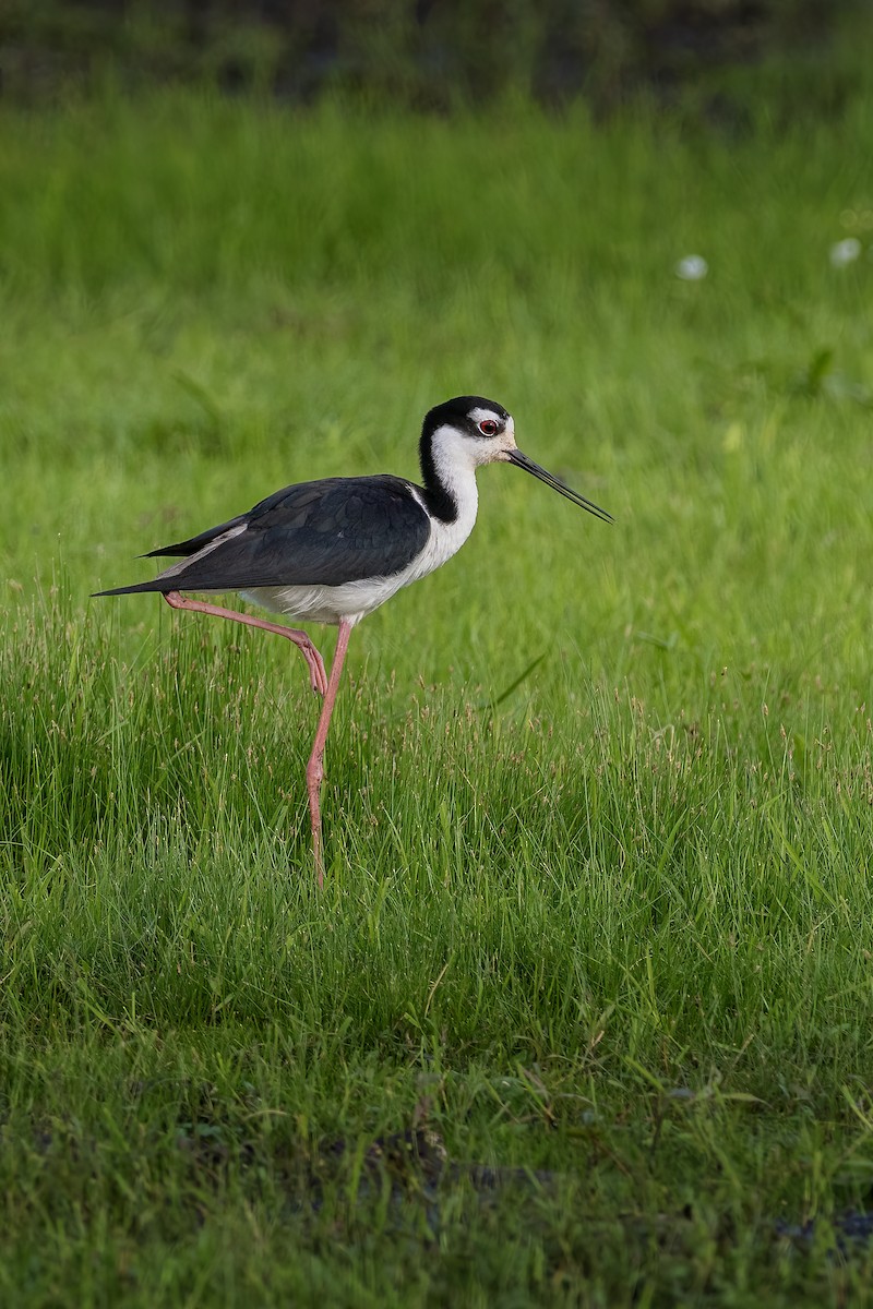 Black-necked Stilt - ML638387592