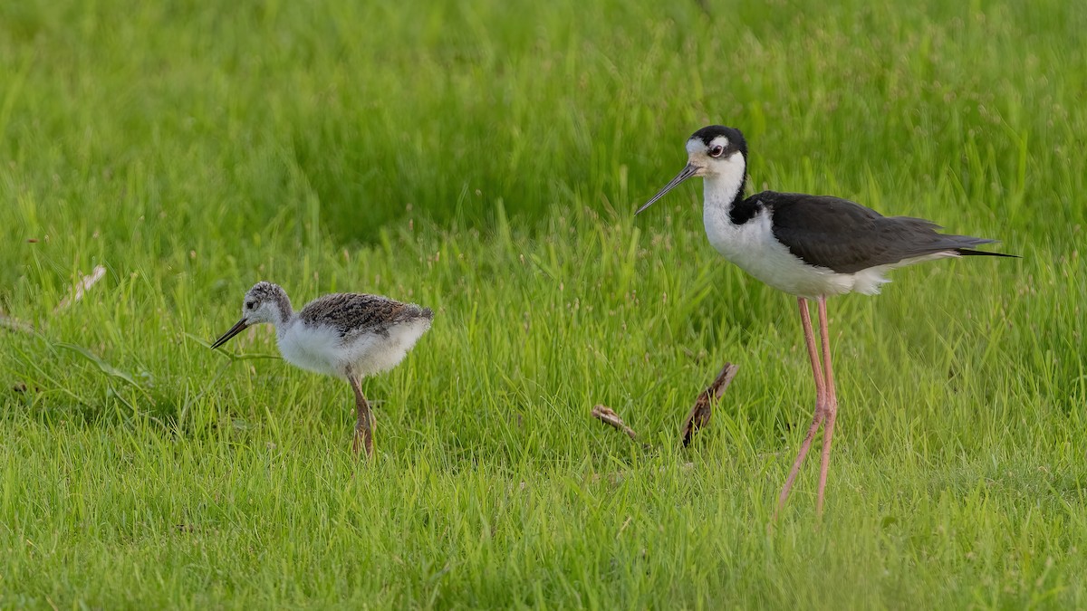 Black-necked Stilt - ML638387593