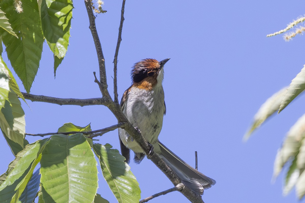 Chestnut Bulbul - ML638387601