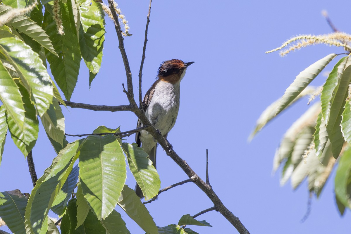 Chestnut Bulbul - ML638387602
