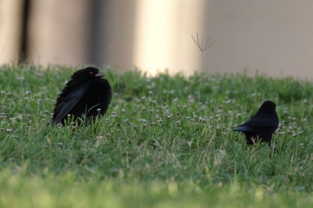 Bronzed Cowbird - ML638387621