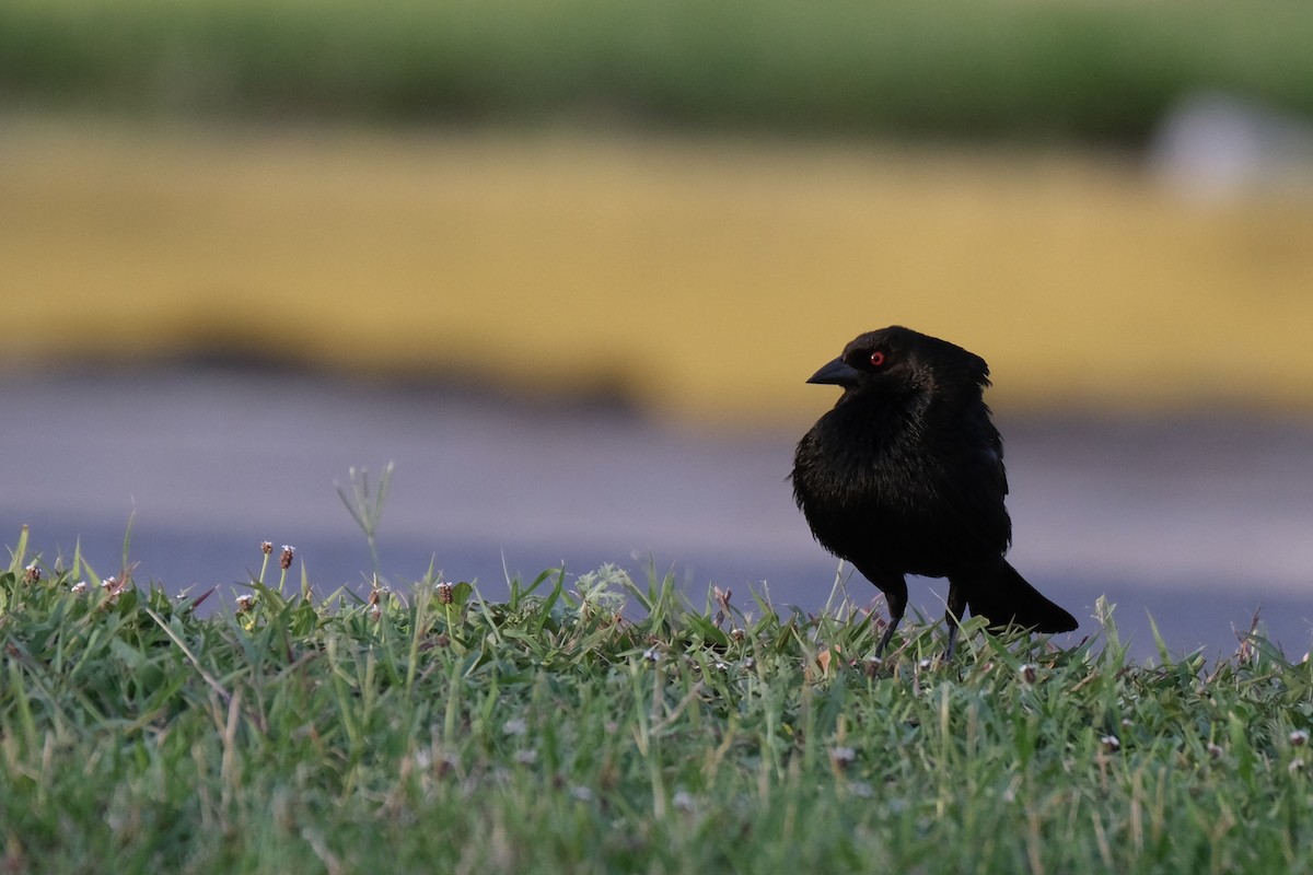 Bronzed Cowbird - ML638387622