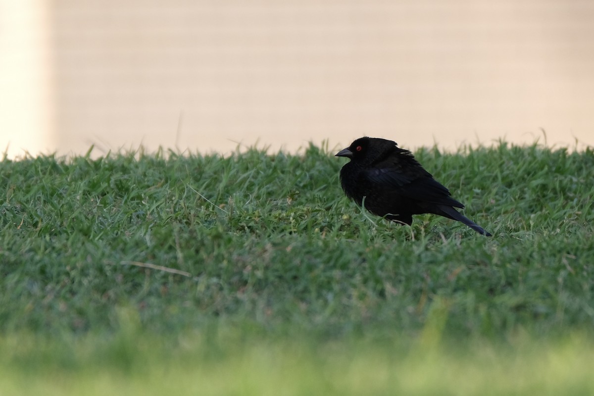 Bronzed Cowbird - ML638387623
