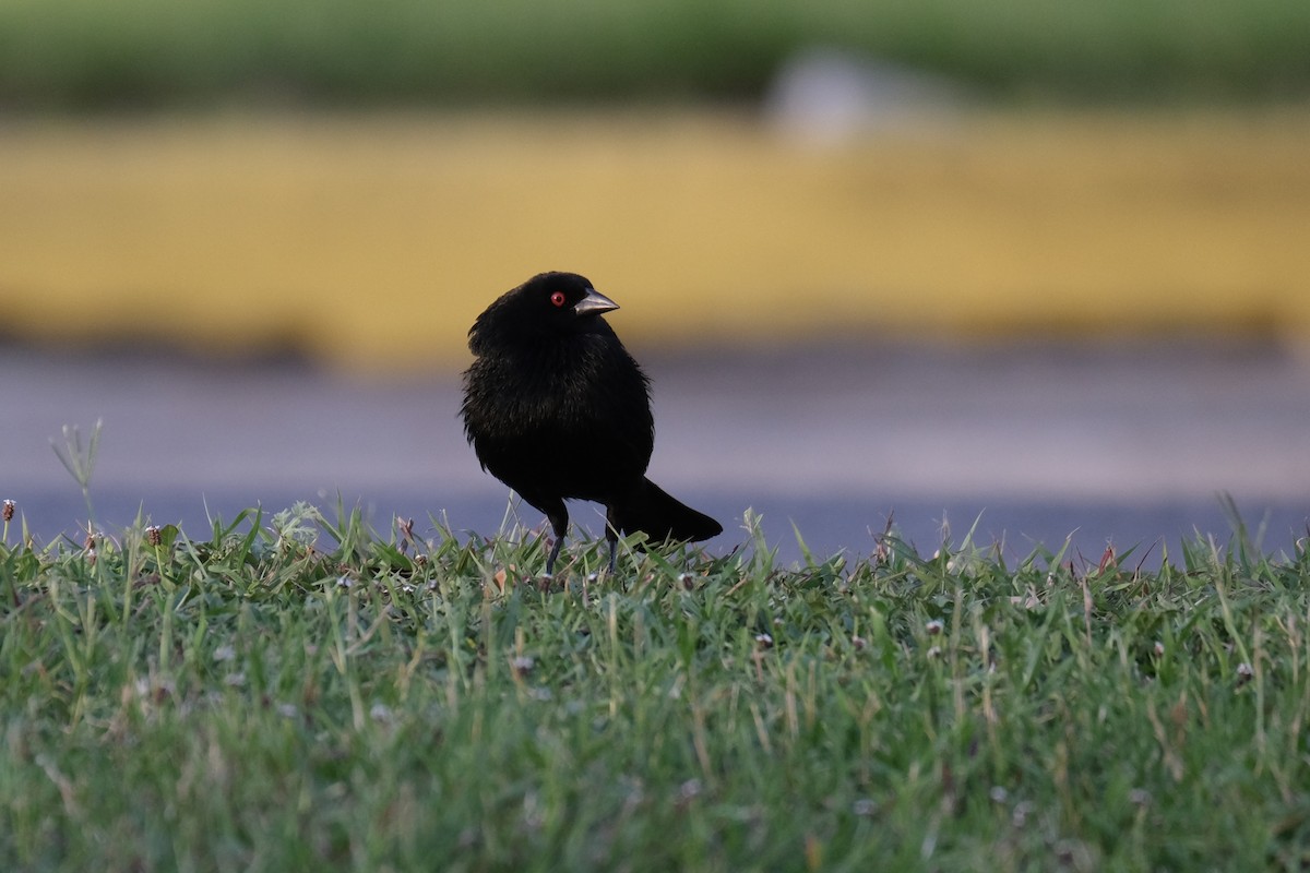 Bronzed Cowbird - ML638387625