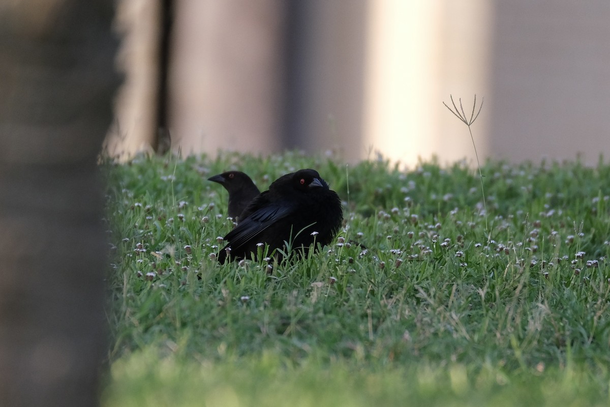 Bronzed Cowbird - ML638387626