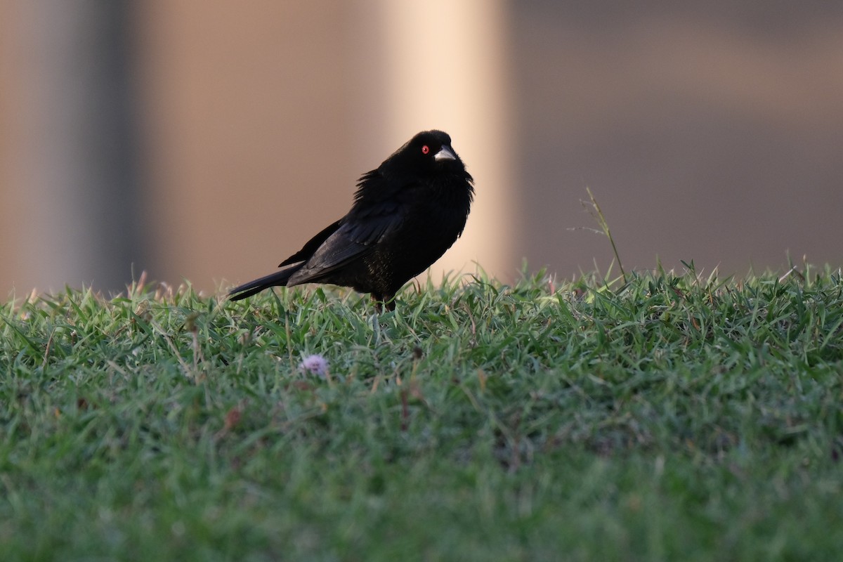 Bronzed Cowbird - ML638387627