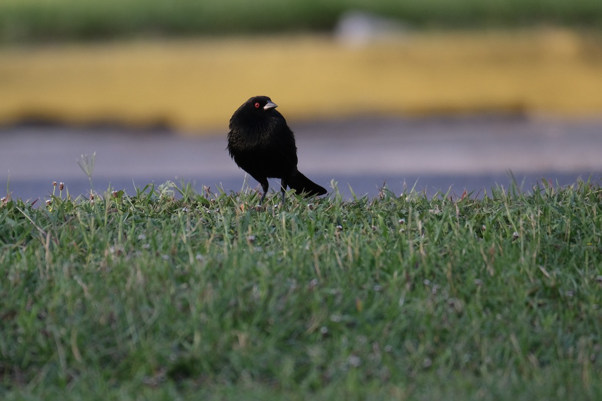 Bronzed Cowbird - ML638387628