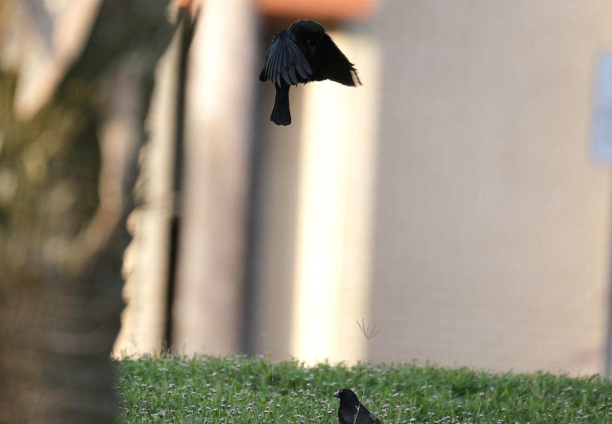 Bronzed Cowbird - ML638387629
