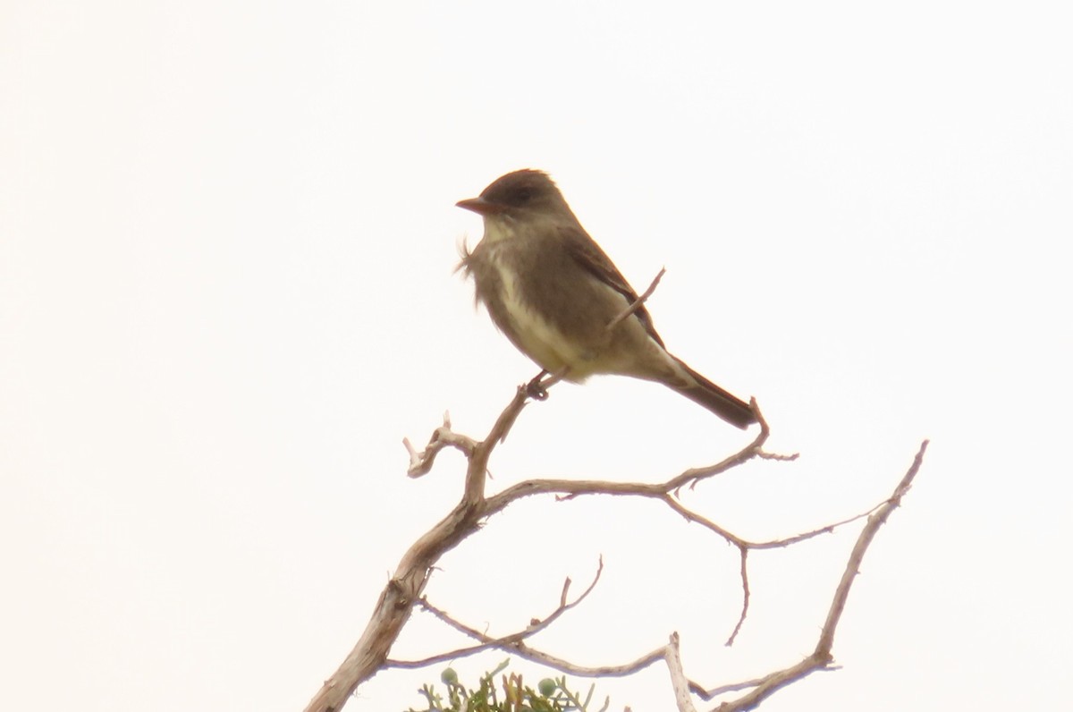Olive-sided Flycatcher - ML638387630