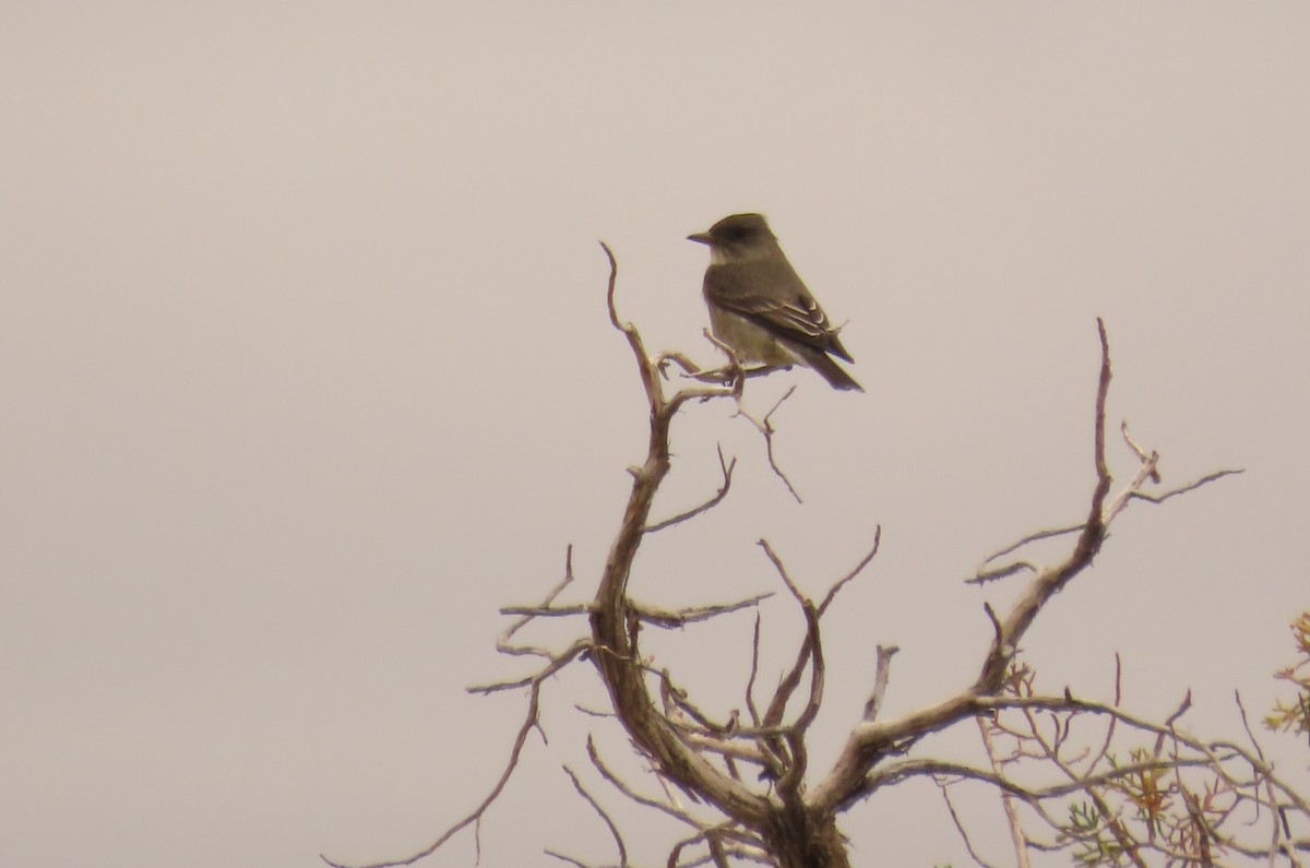 Olive-sided Flycatcher - ML638387631
