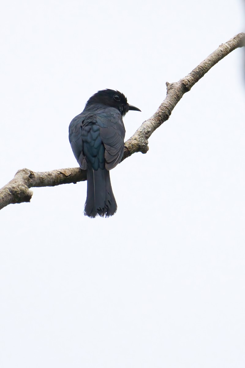 Square-tailed Drongo-Cuckoo - ML638387637