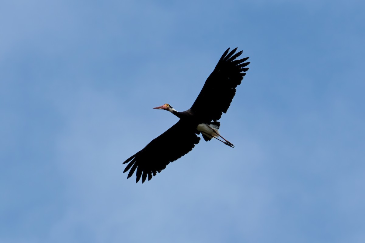 Storm's Stork - ML638387638