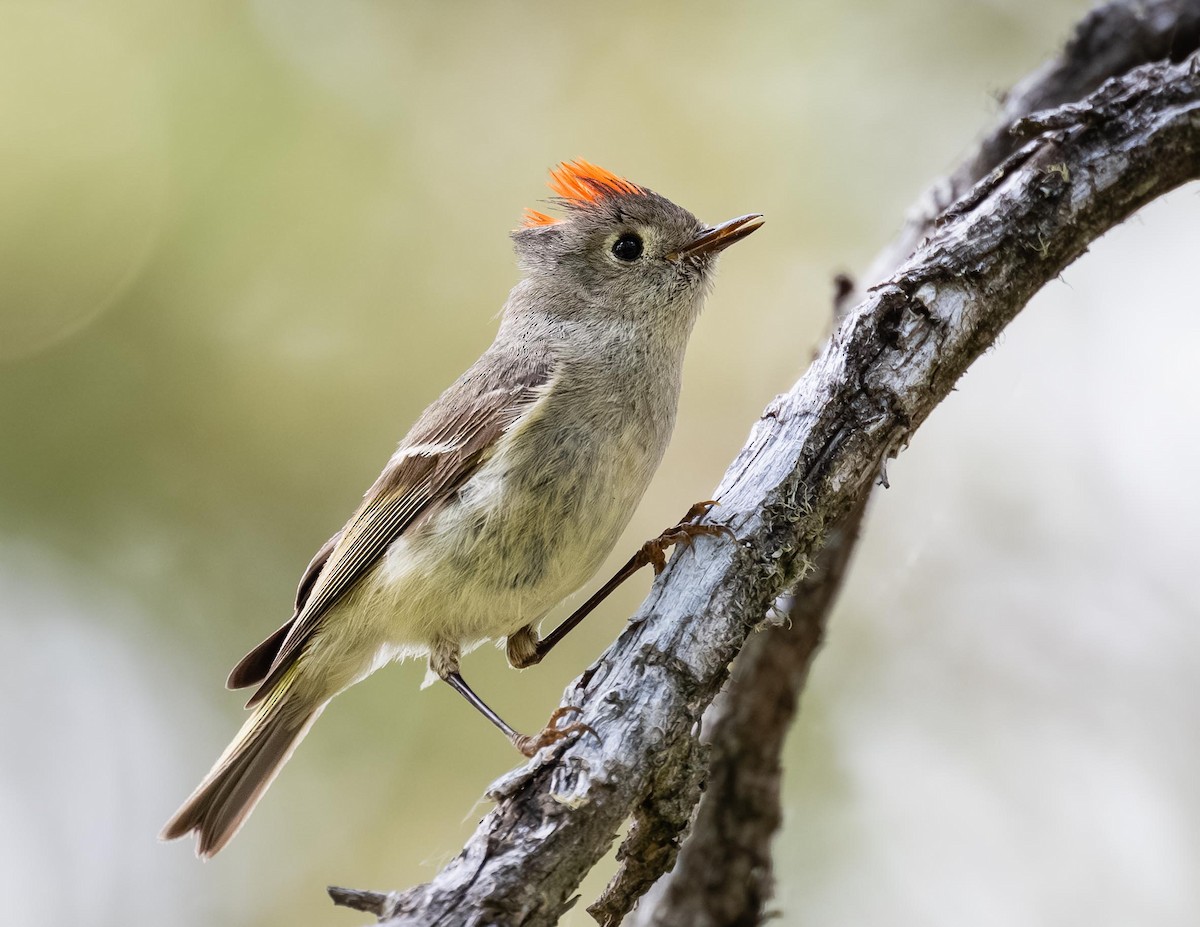 Ruby-crowned Kinglet - ML638387641