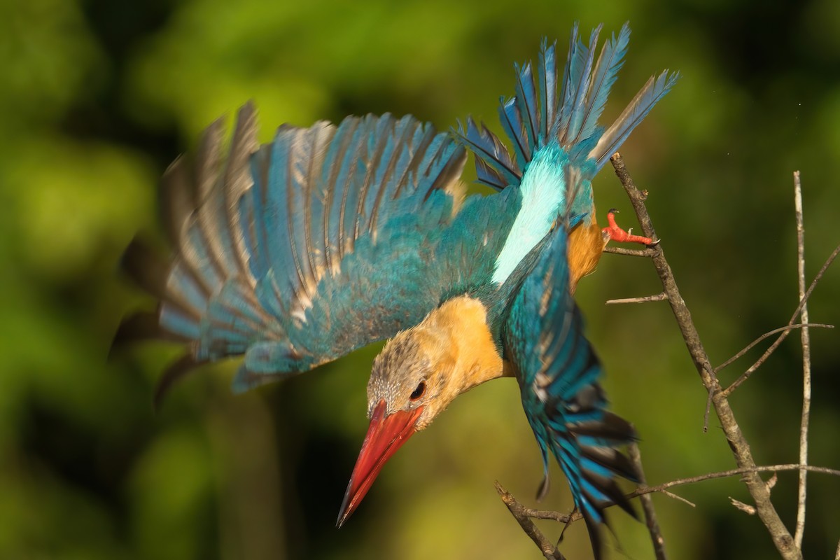 Stork-billed Kingfisher - ML638387645