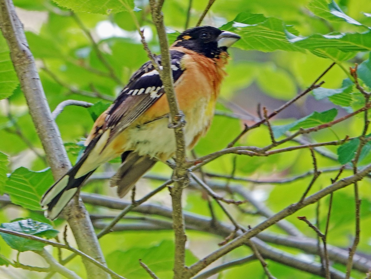 Black-headed Grosbeak - ML638387653
