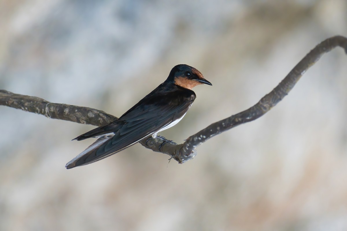 Pacific Swallow - ML638387666