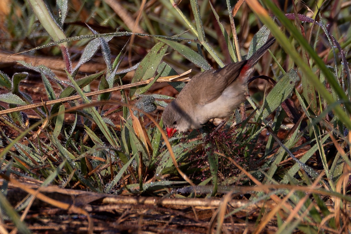 Fawn-breasted Waxbill - ML638387669