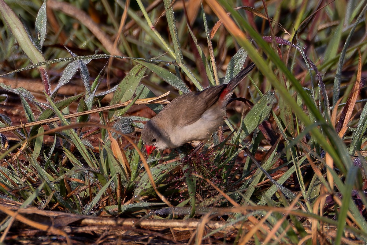 Fawn-breasted Waxbill - ML638387670