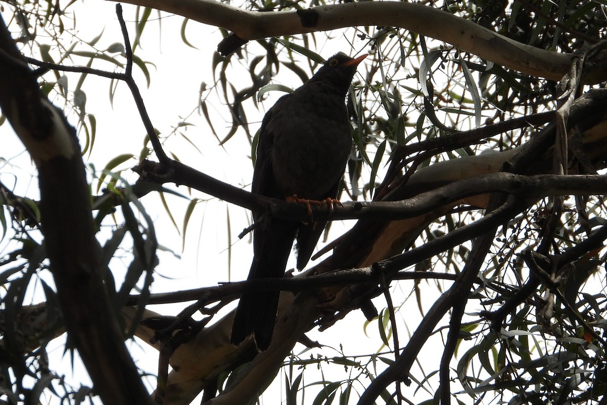 Great Thrush - ML638387673
