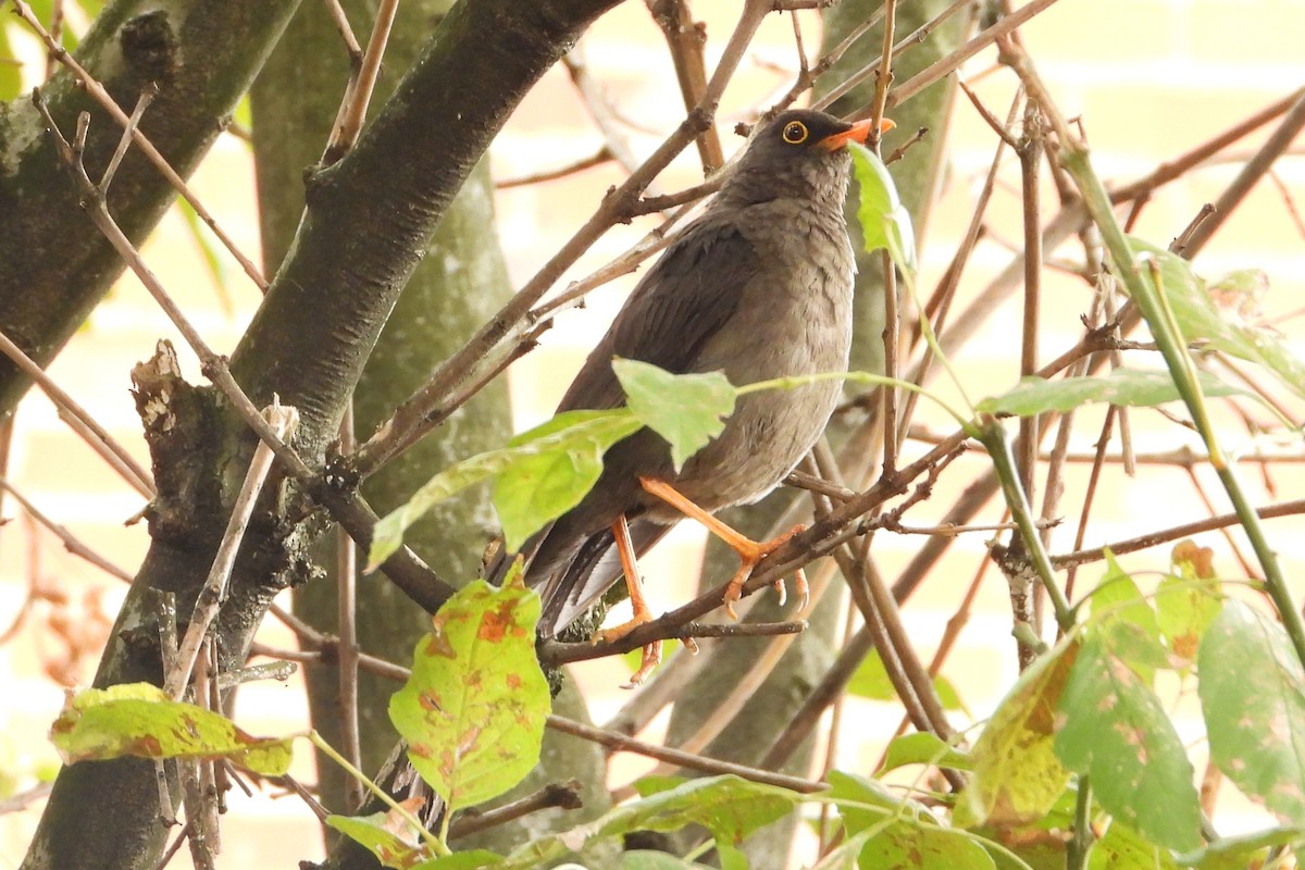 Great Thrush - ML638387674