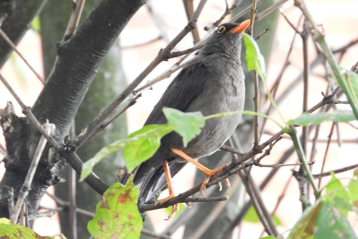 Great Thrush - ML638387675