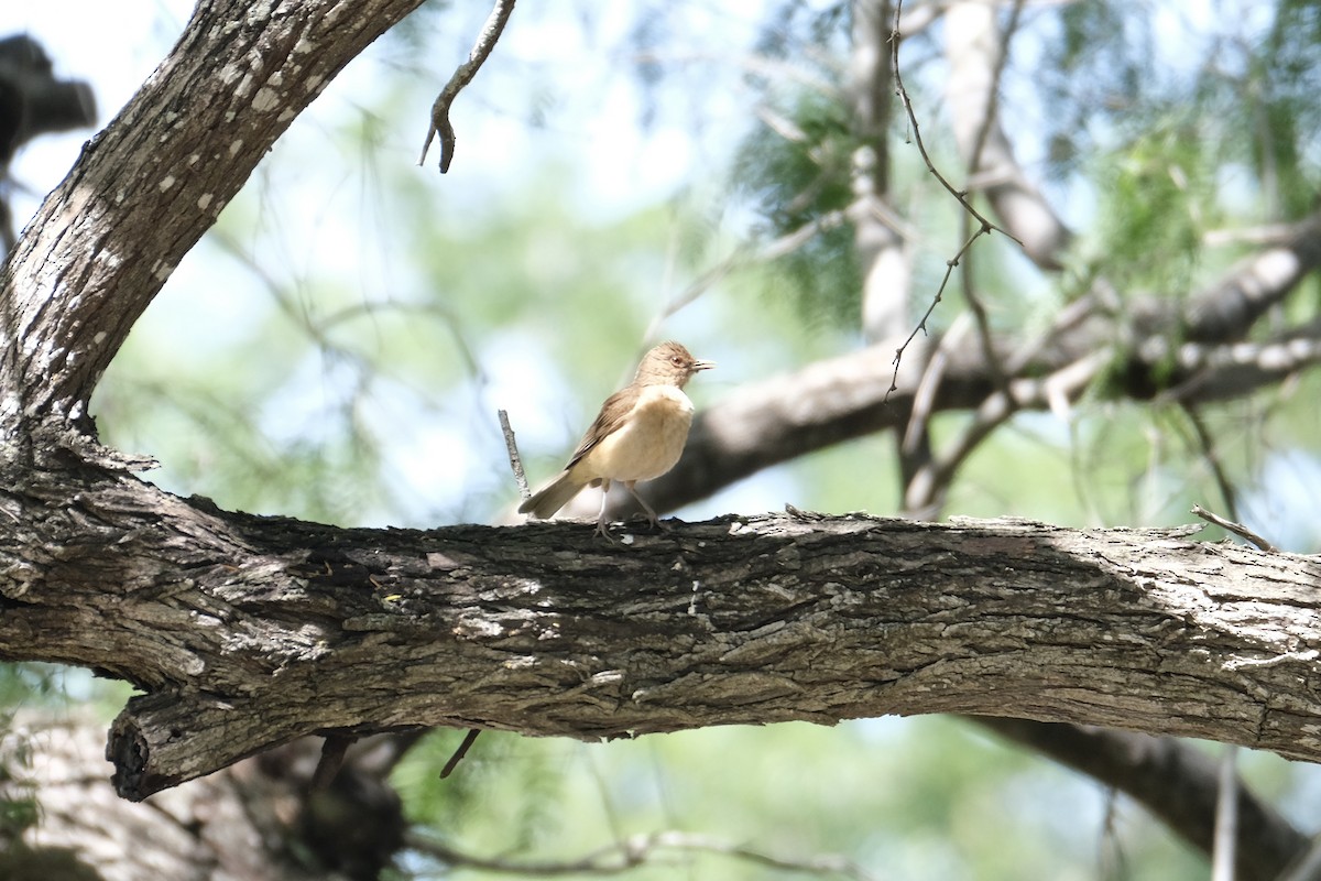 Clay-colored Thrush - ML638387682