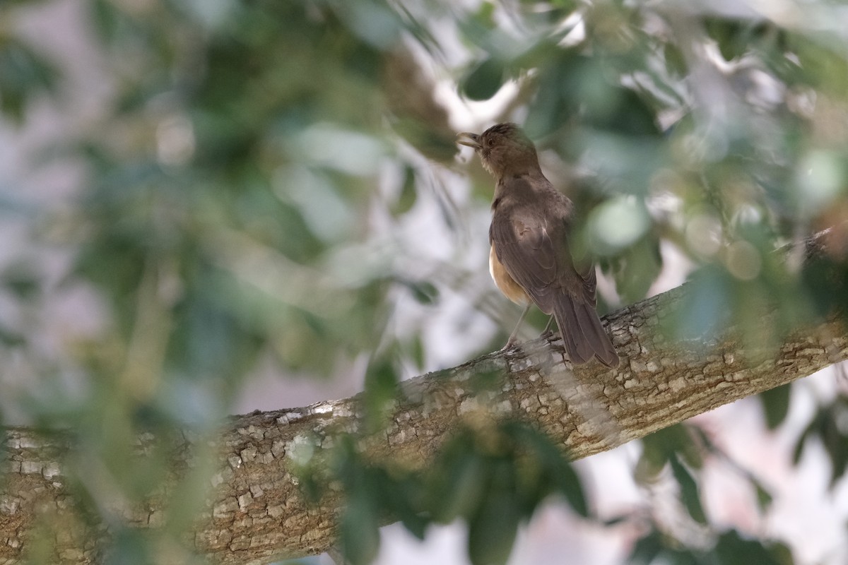 Clay-colored Thrush - ML638387684