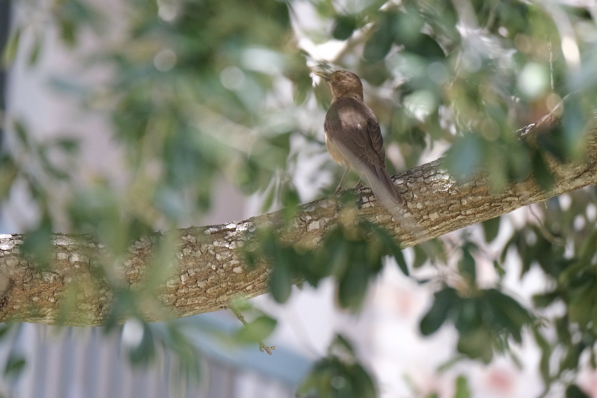 Clay-colored Thrush - ML638387685
