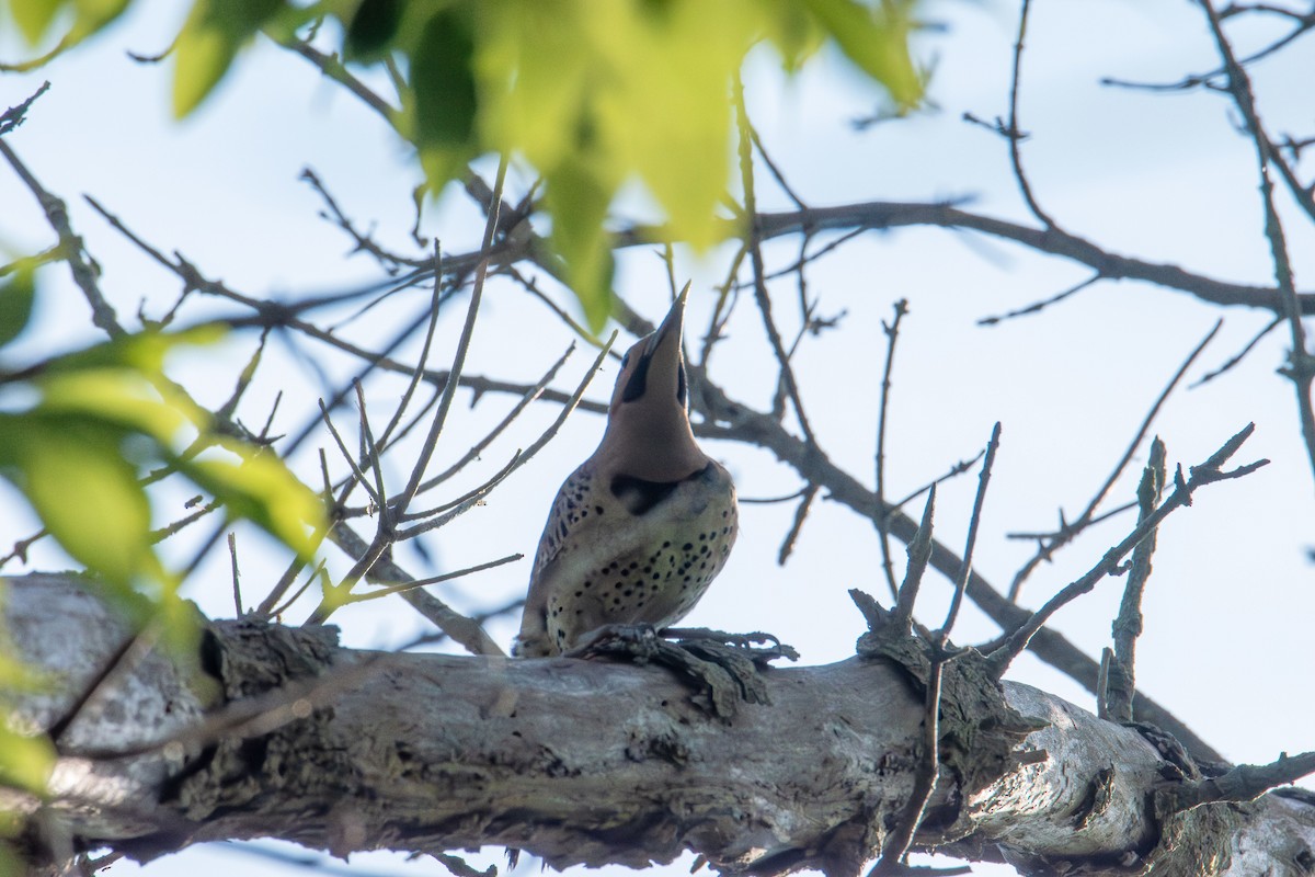 Northern Flicker - ML638387686