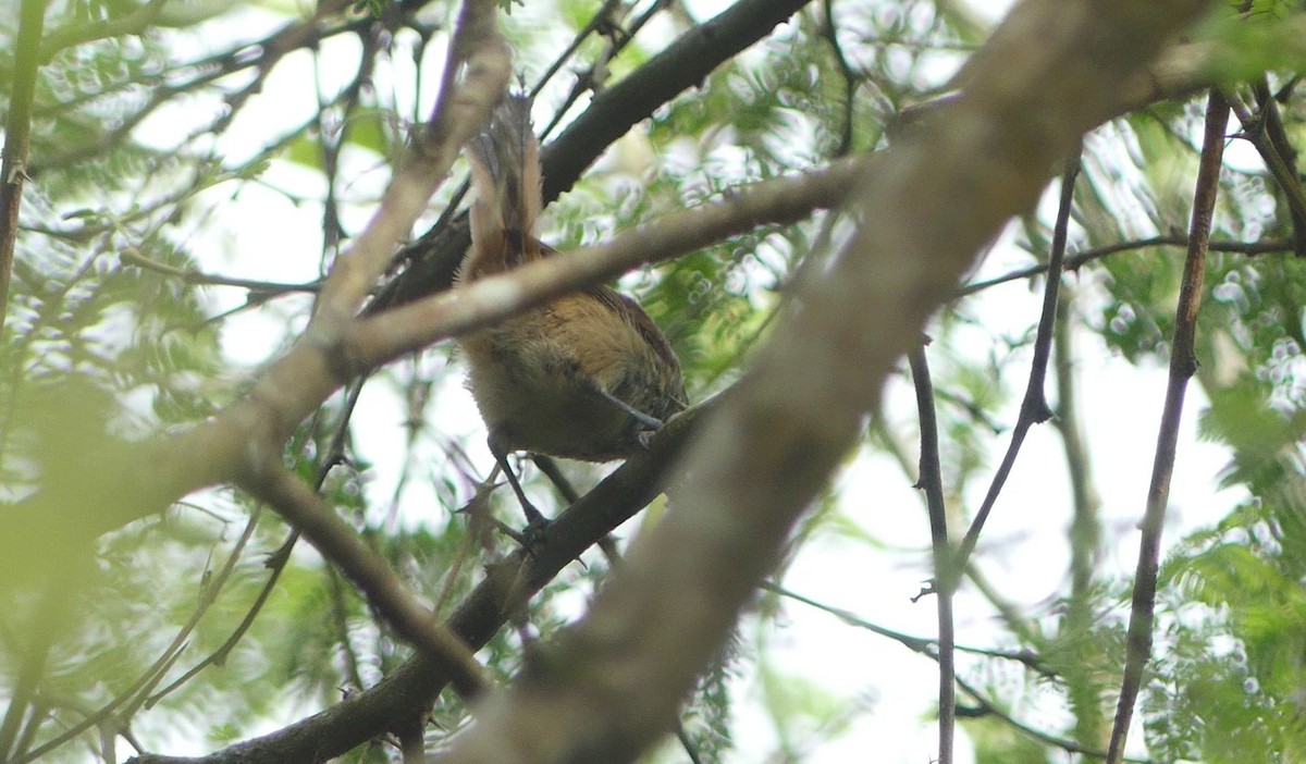 Necklaced Spinetail - ML638387688