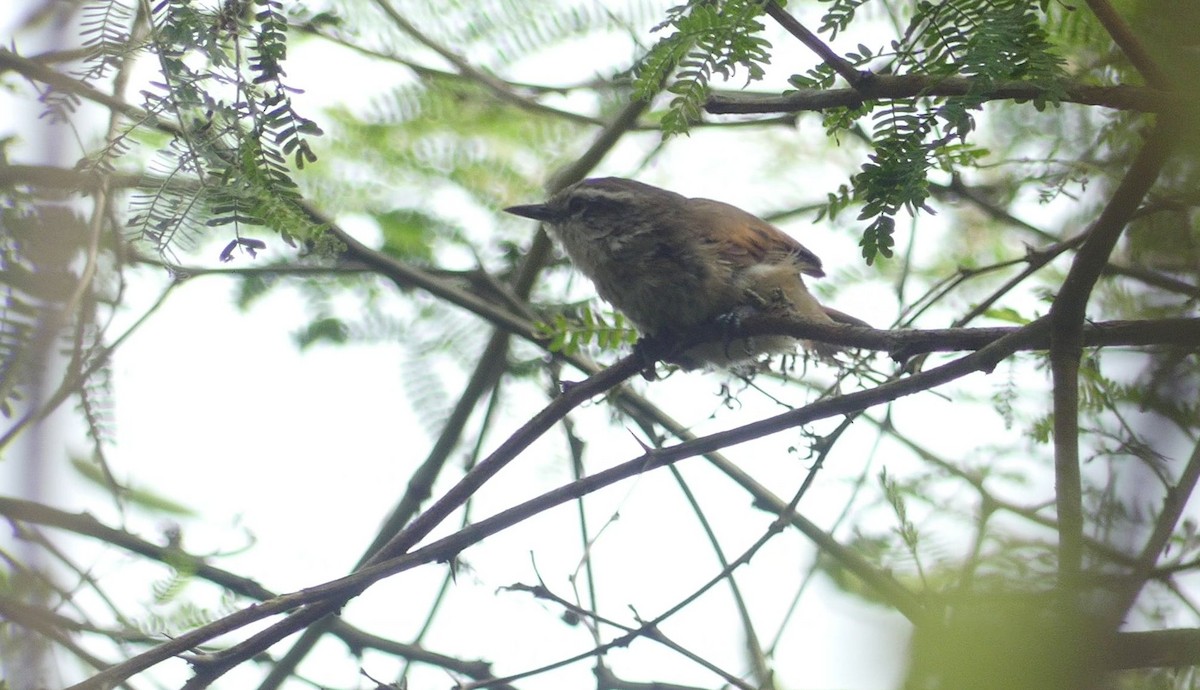 Necklaced Spinetail - ML638387689