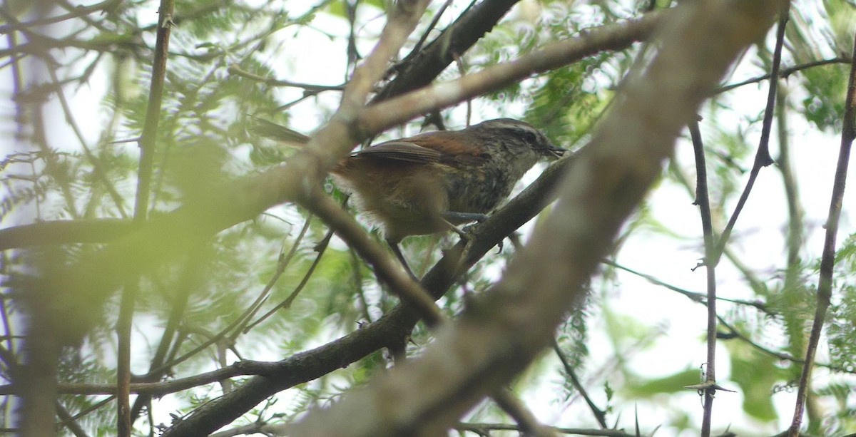 Necklaced Spinetail - ML638387690