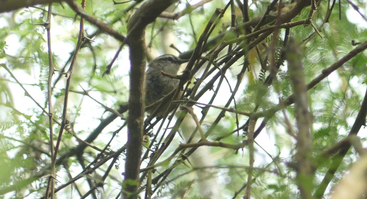 Necklaced Spinetail - ML638387691