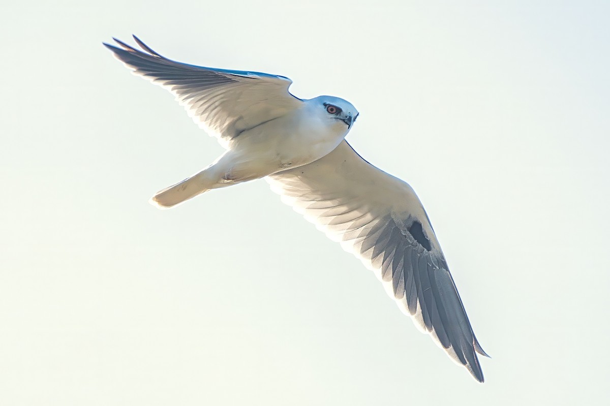 Black-shouldered Kite - ML638387693