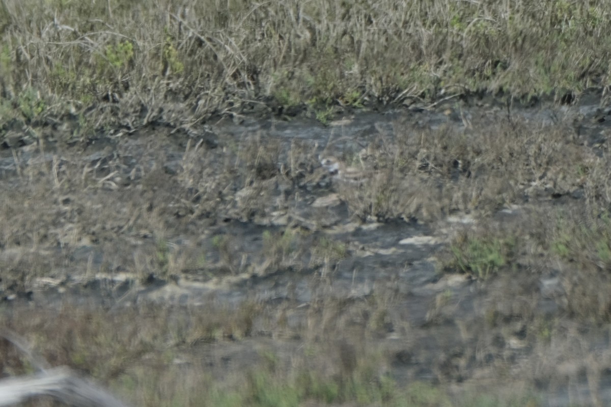Wilson's Plover - ML638387695