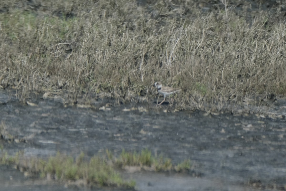 Wilson's Plover - ML638387697