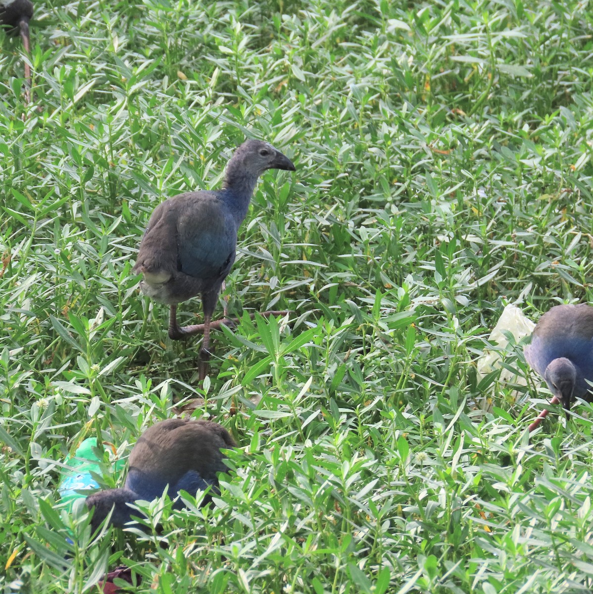 Pollo sultano testagrigia - ML638387699