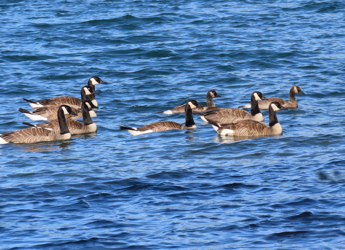 Canada Goose (moffitti/maxima) - ML638387701