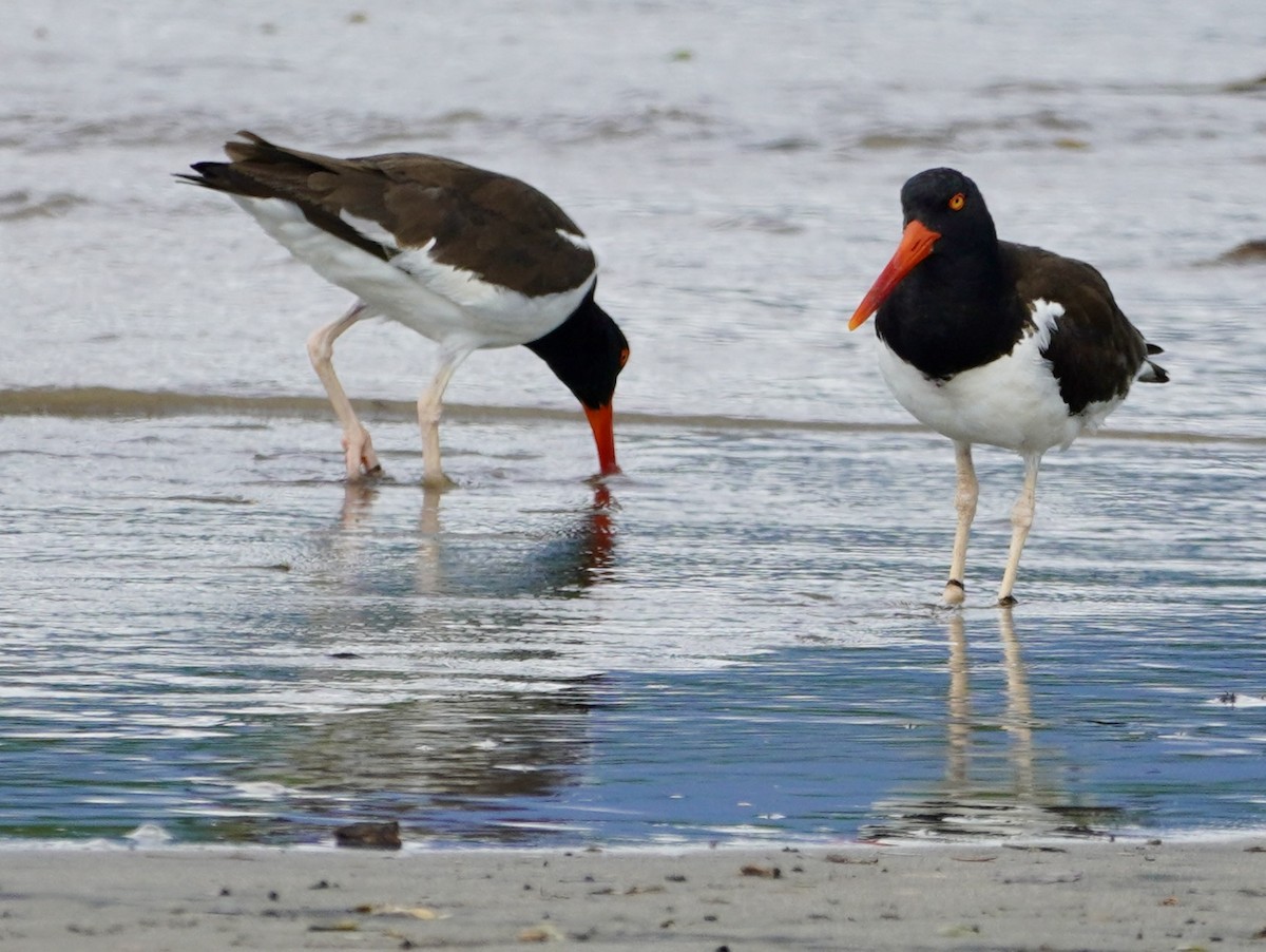 American Oystercatcher - ML638387703