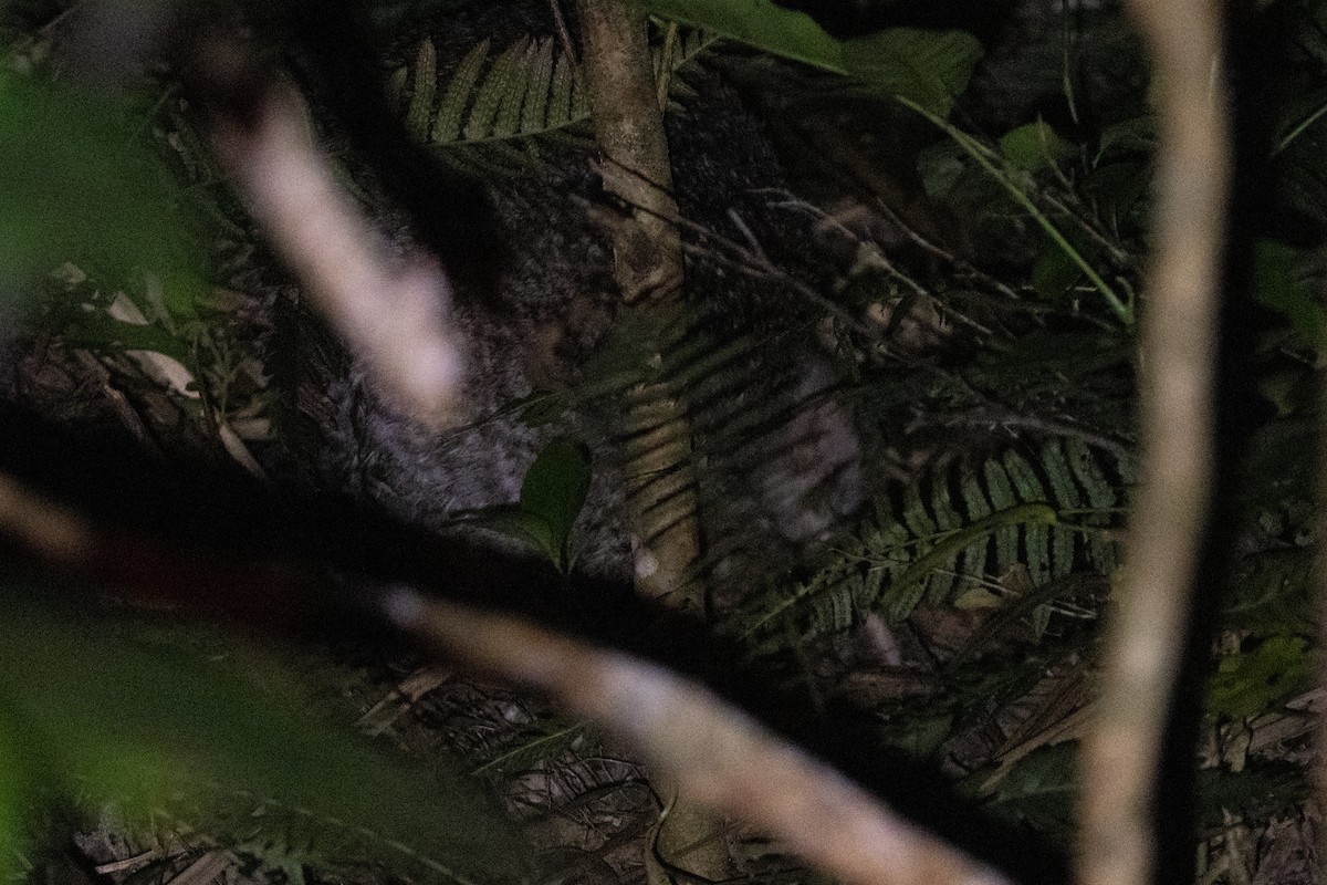 Little Spotted Kiwi - ML638387717
