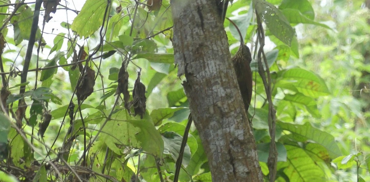 Red-billed Scythebill - ML638387755