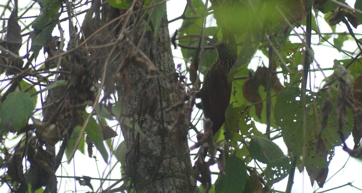 Red-billed Scythebill - ML638387756
