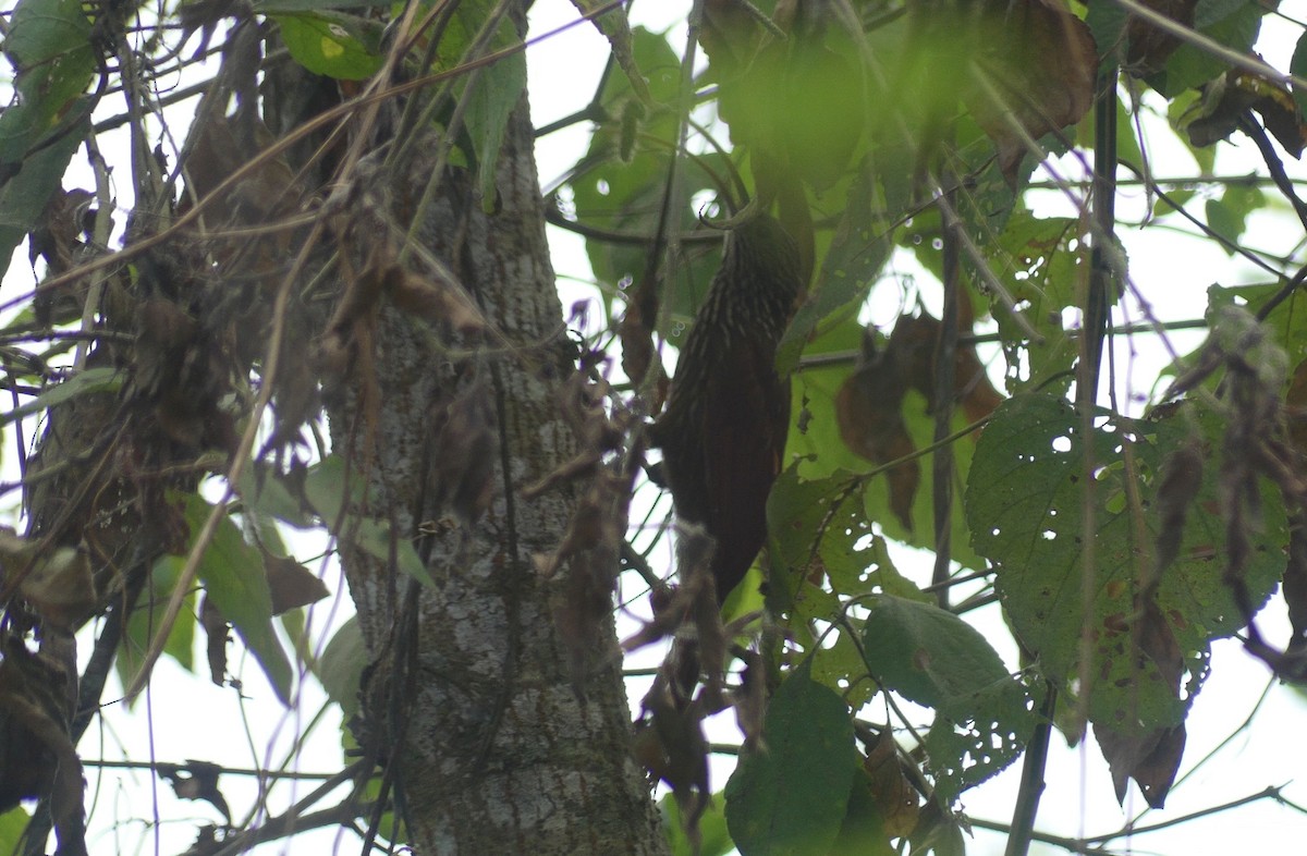 Red-billed Scythebill - ML638387757