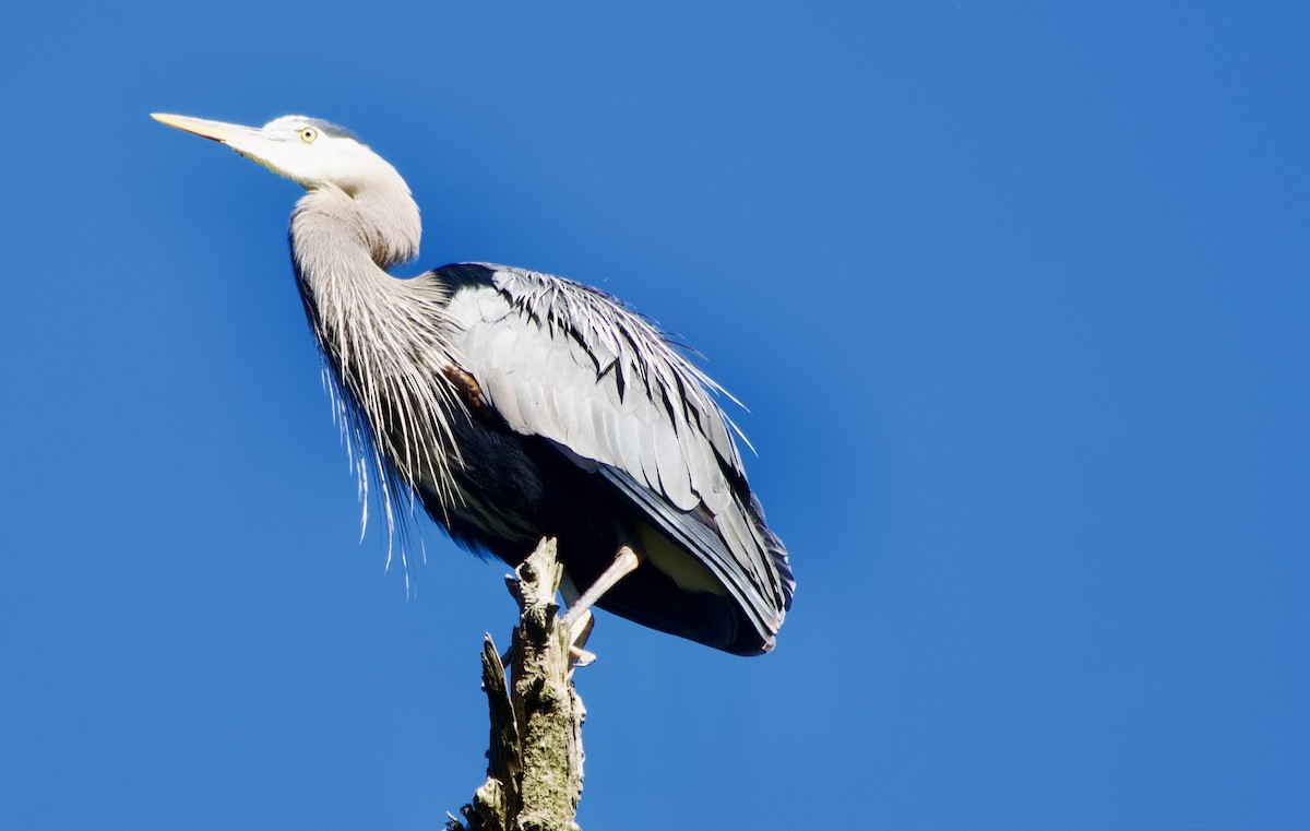 Great Blue Heron - ML638387773