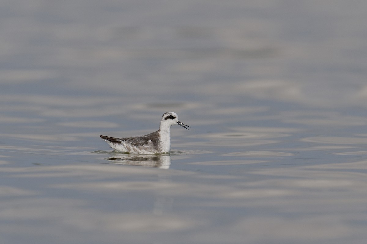 Red-necked Phalarope - ML638387790