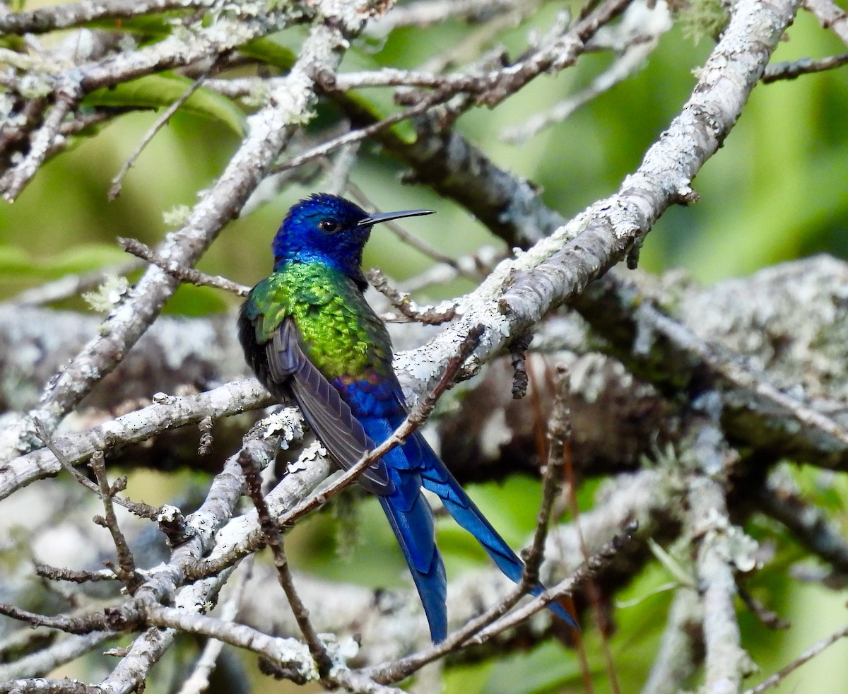 Swallow-tailed Hummingbird - ML638387794