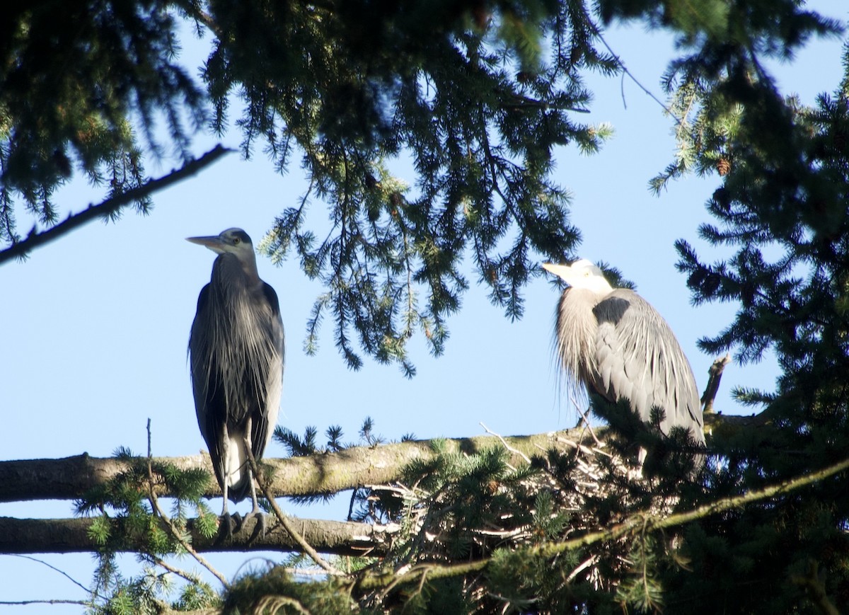 Great Blue Heron - ML638387808