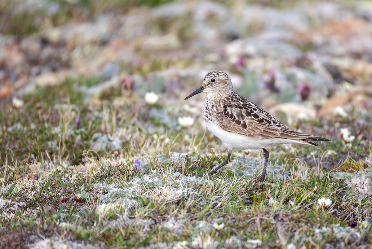 Baird's Sandpiper - ML638387821